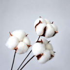 Cotton Flower