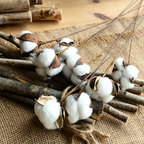 Cotton Flower