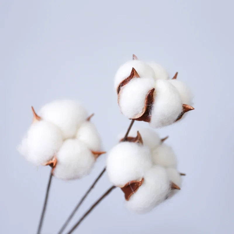 Cotton Flower