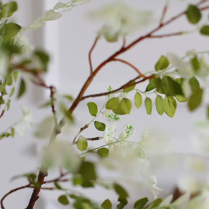 Sophora Branch