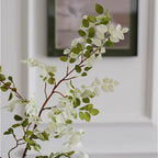 Sophora Branch